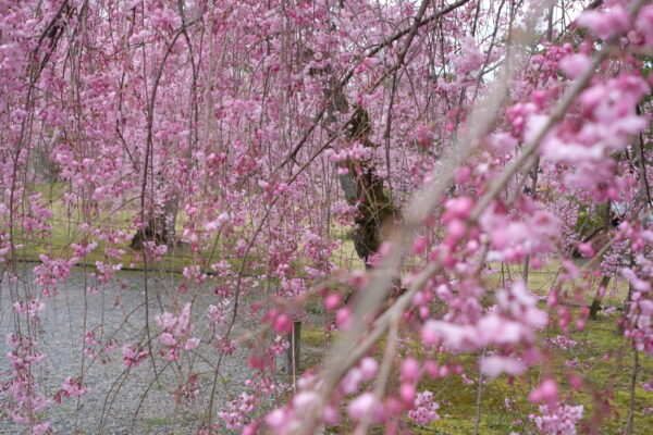 優しいピンクの枝垂桜の重なり